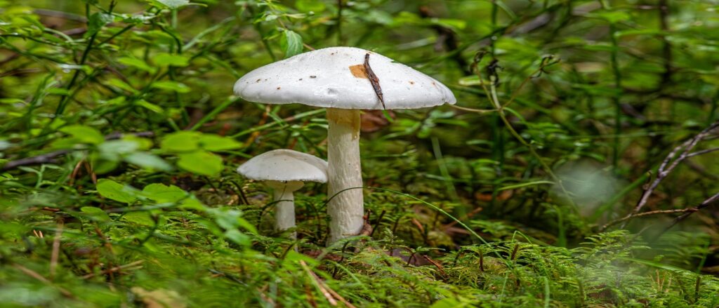 Picture of poisonous mushrooms associated with blog on personal injury food poisoning