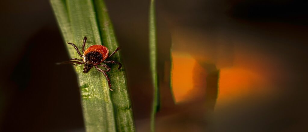 Picture of tick which is thought of as carrier of lyme associated with blog on lyme disease medical malpractice