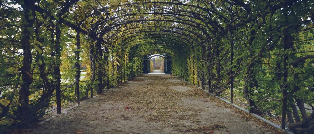Picture of arboreal tunnel associated with blog on carpal tunnel syndrome personal injury